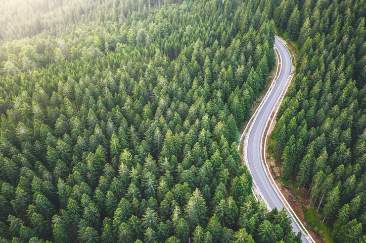 Bosque carretera naturaleza